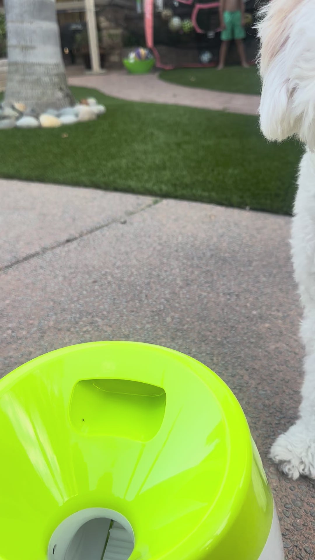 Hully's Pick  🐾 Automatic Fetch Ball Launcher 🎾